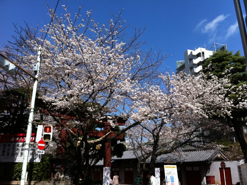 sakura