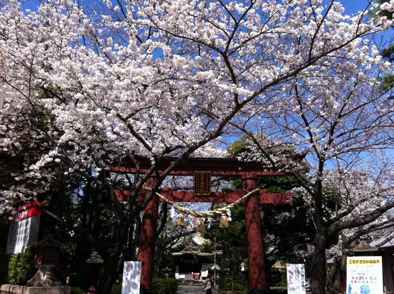 sakura