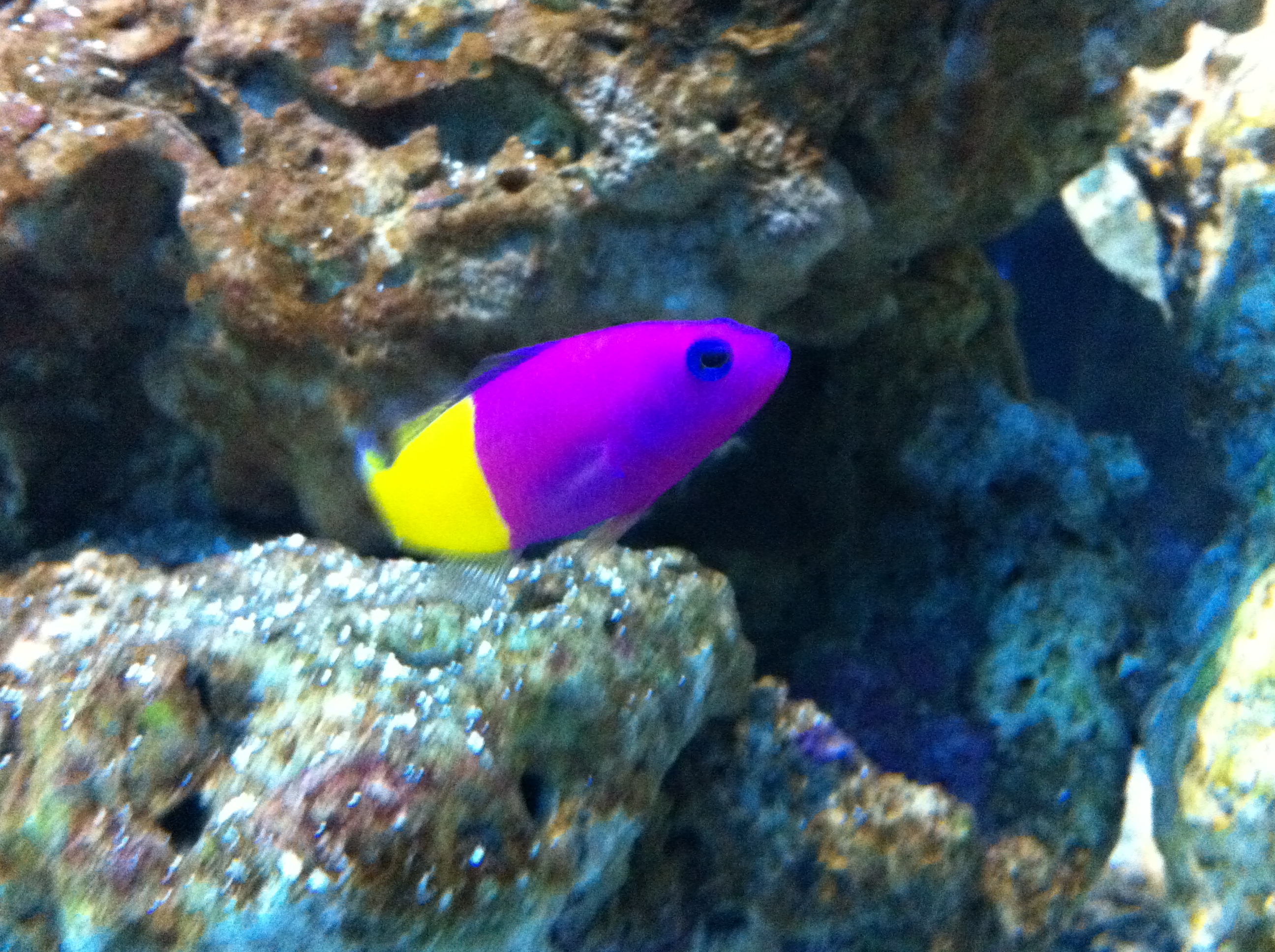 すみだ水族館で癒される