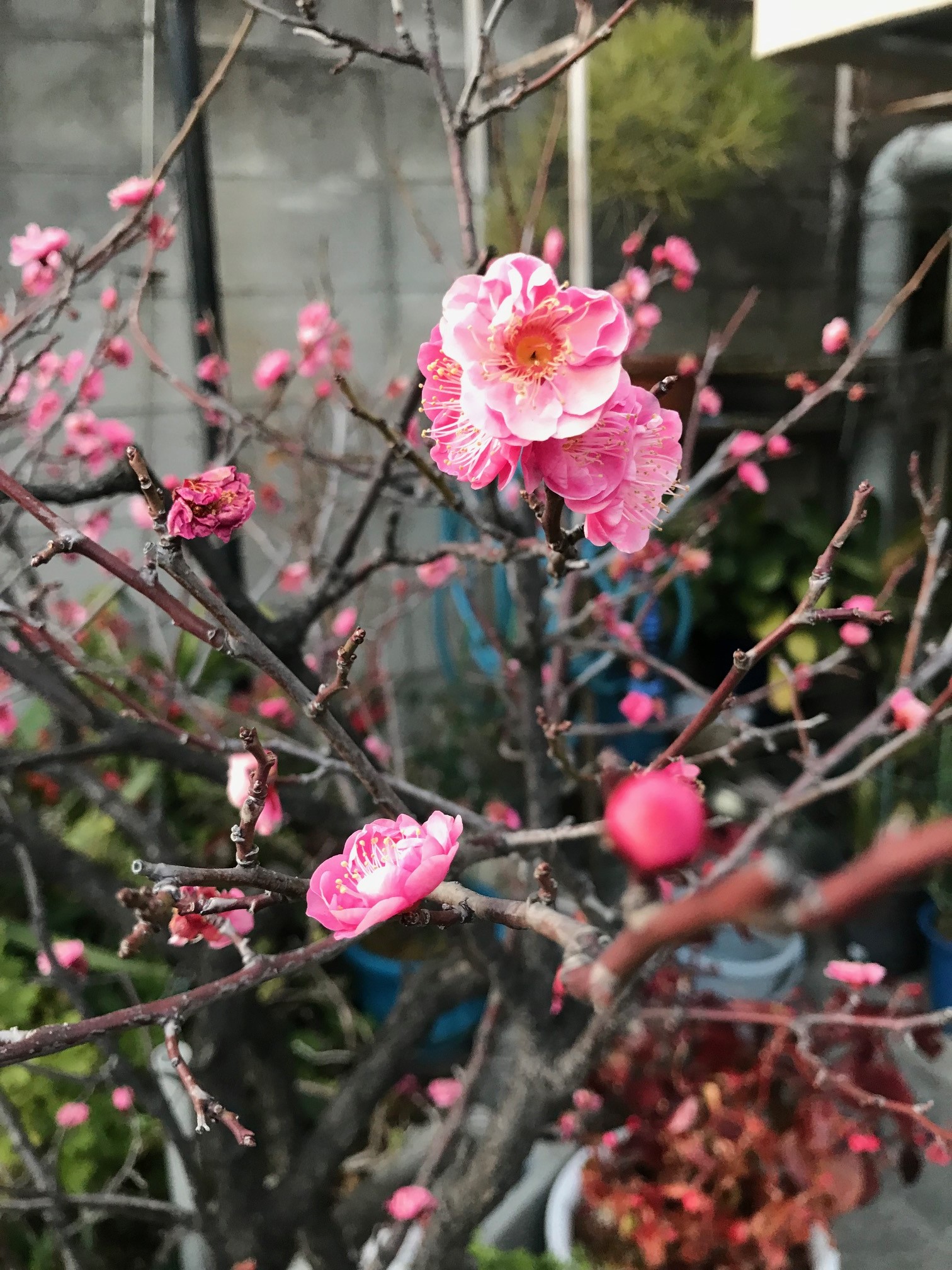 少しづつ春が近づいています。