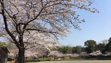 🌸お花見🌸