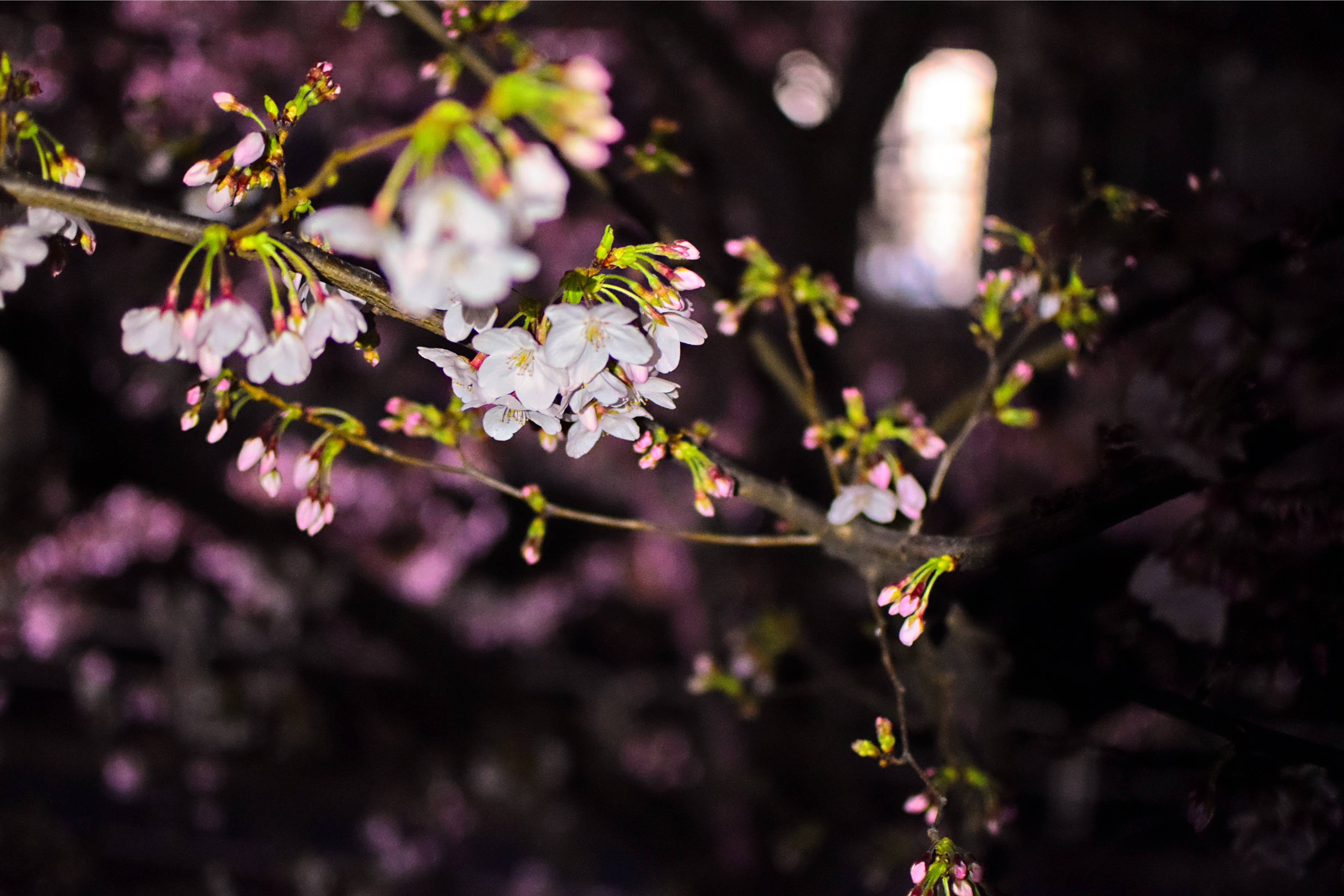 Fleurs de Cerisier