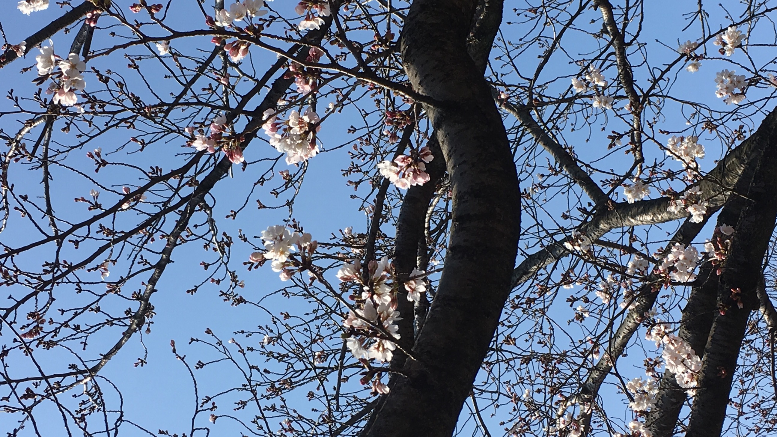 🌸今年も恒例の🌸