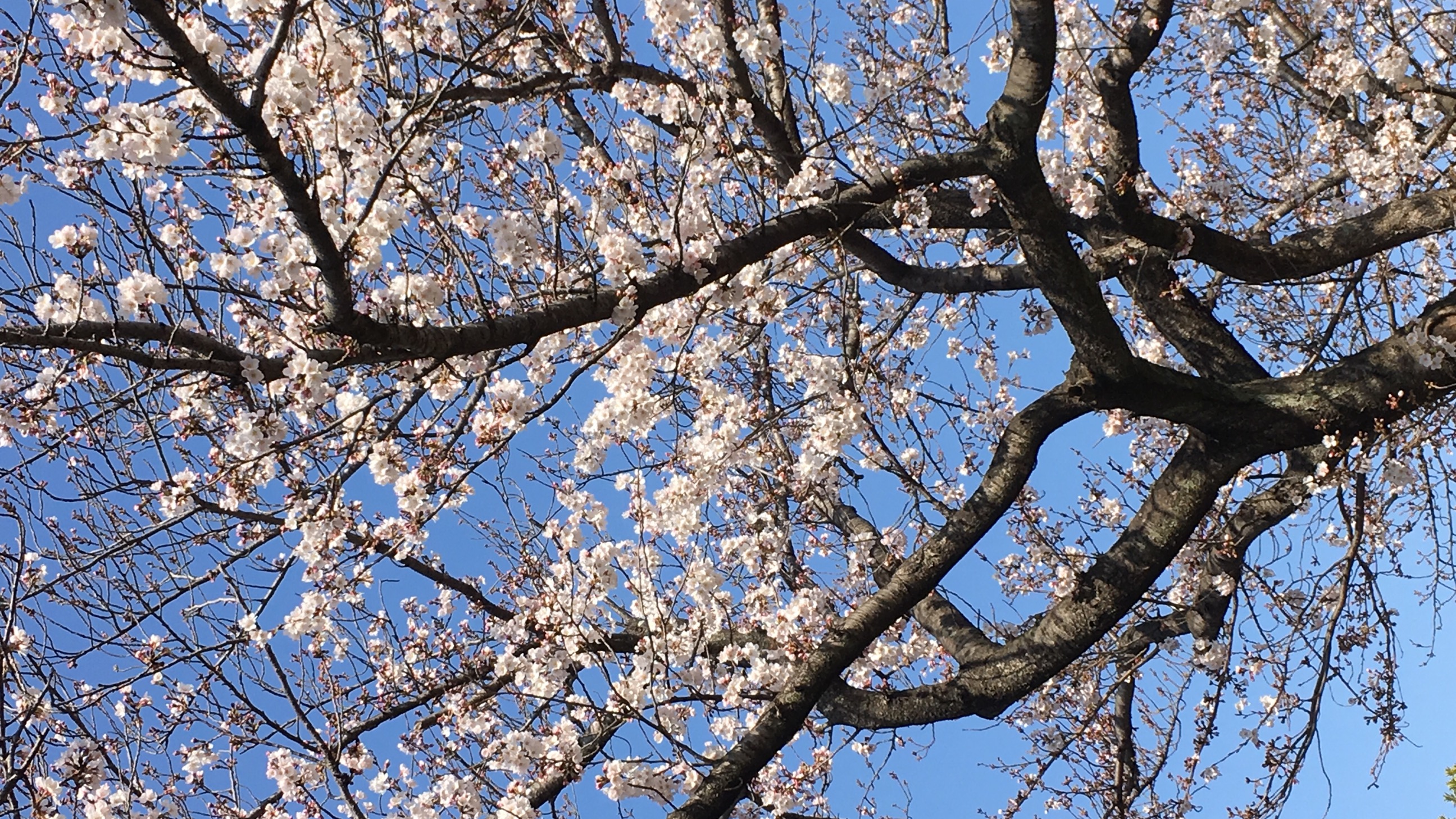 🌸今年も恒例の🌸