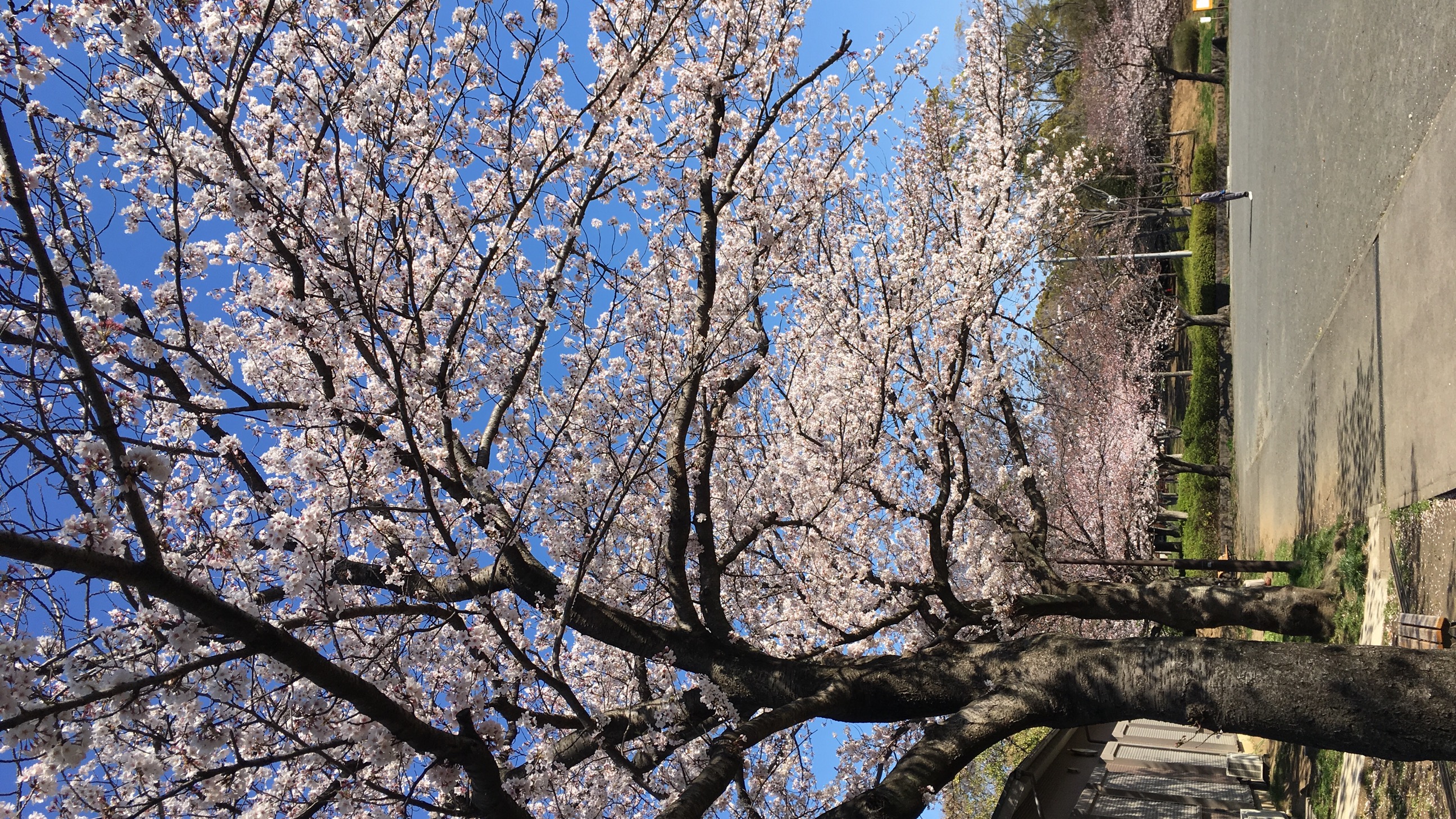 🌸今年も恒例の🌸