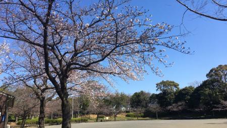 今年のお花見は🌸