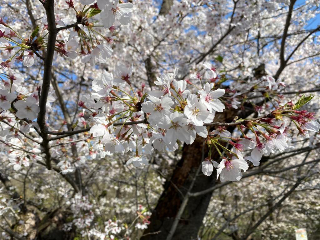 お花見