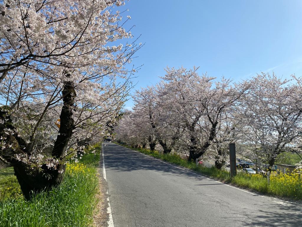 お花見