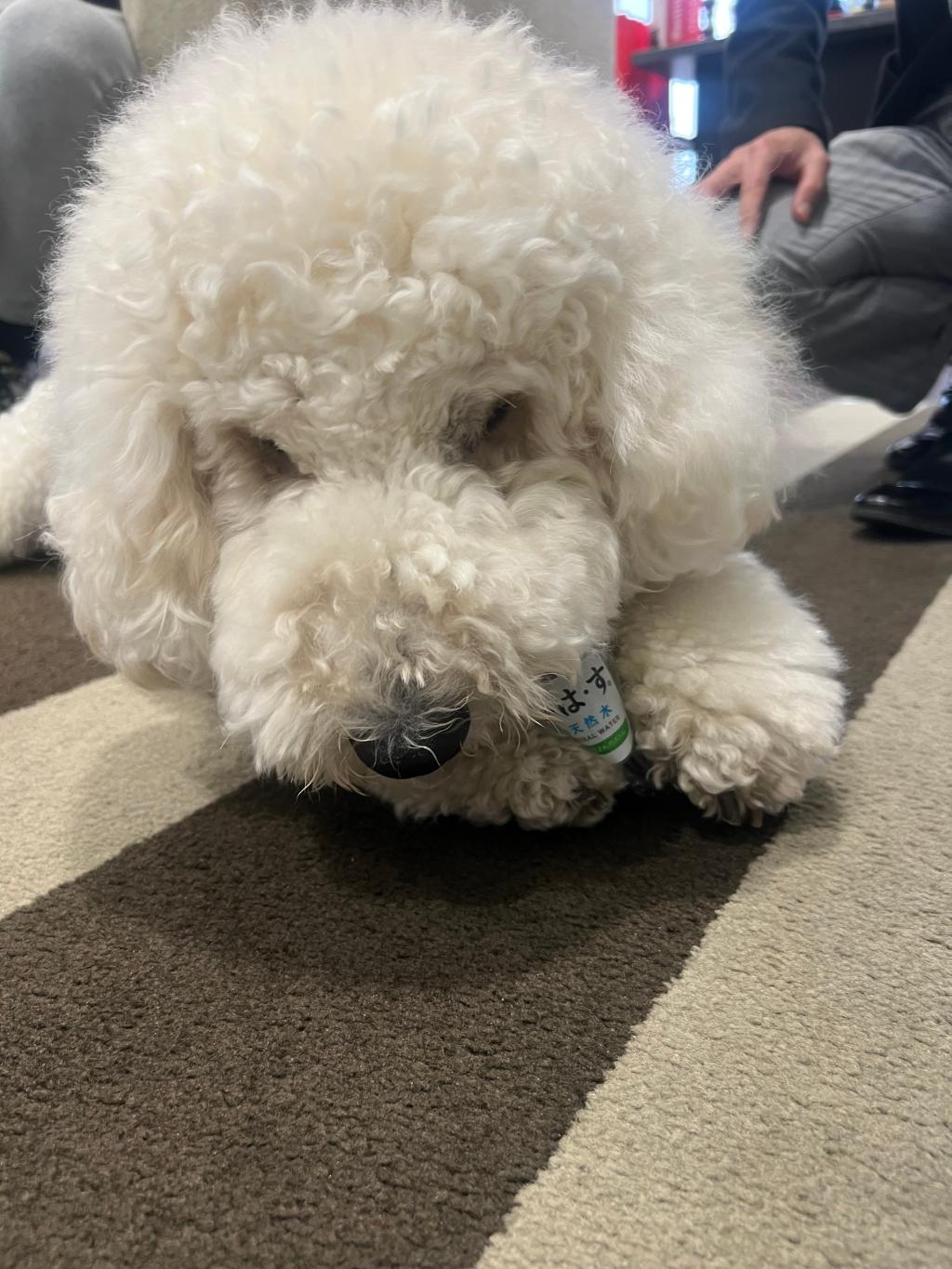 癒しのお客様🐩🐾