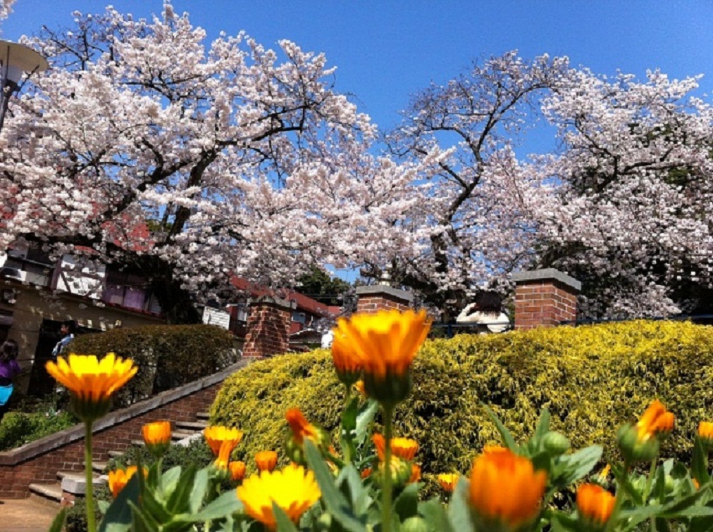 プジョーに乗って、出かけよう「元町公園」