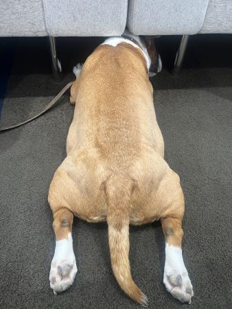 癒しのお客様🐶